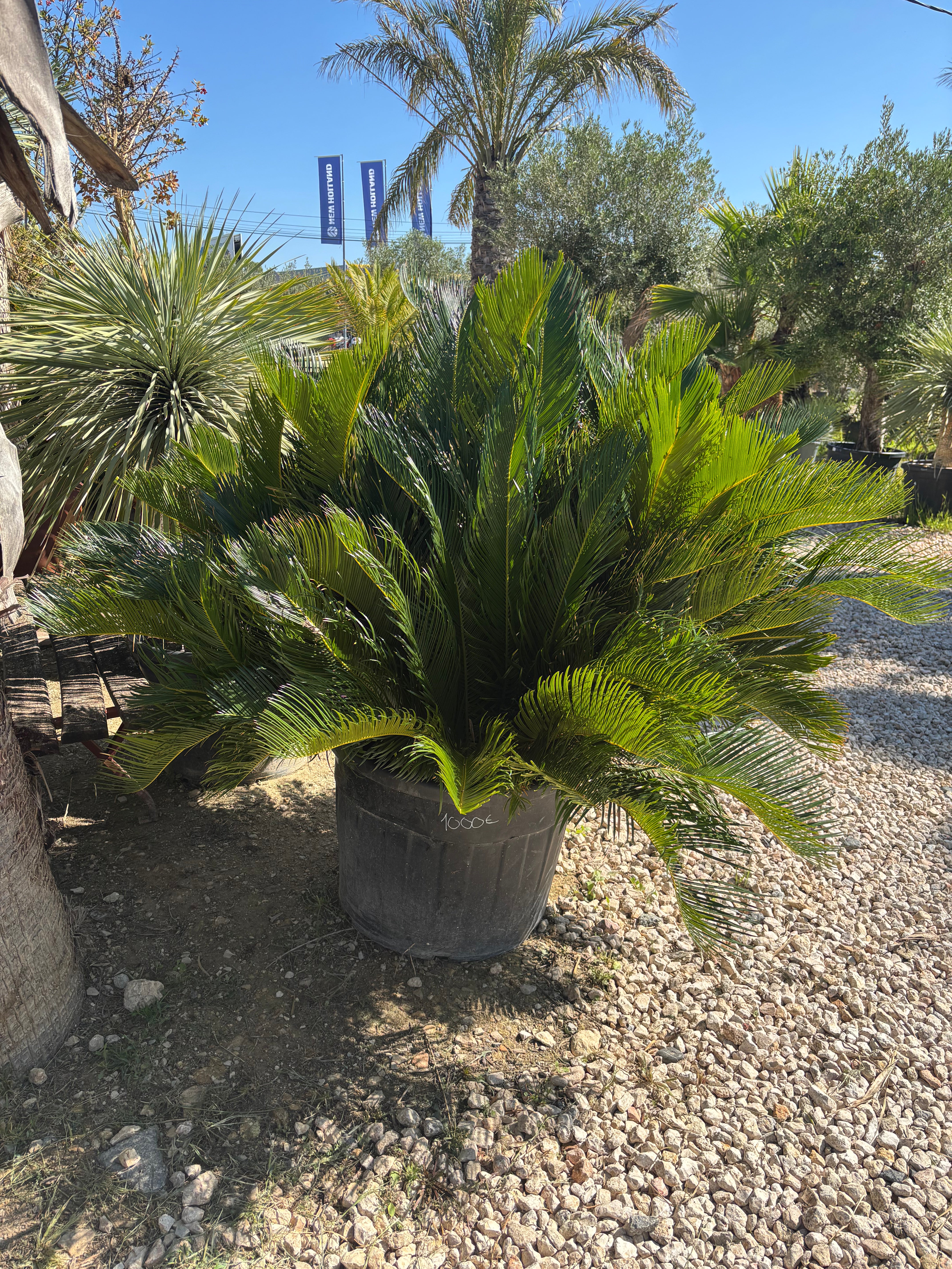 Cycas Revoluta (Palmier sacrée du japon)