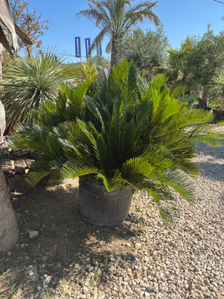 Cycas Revoluta (Palmier sacrée du japon)