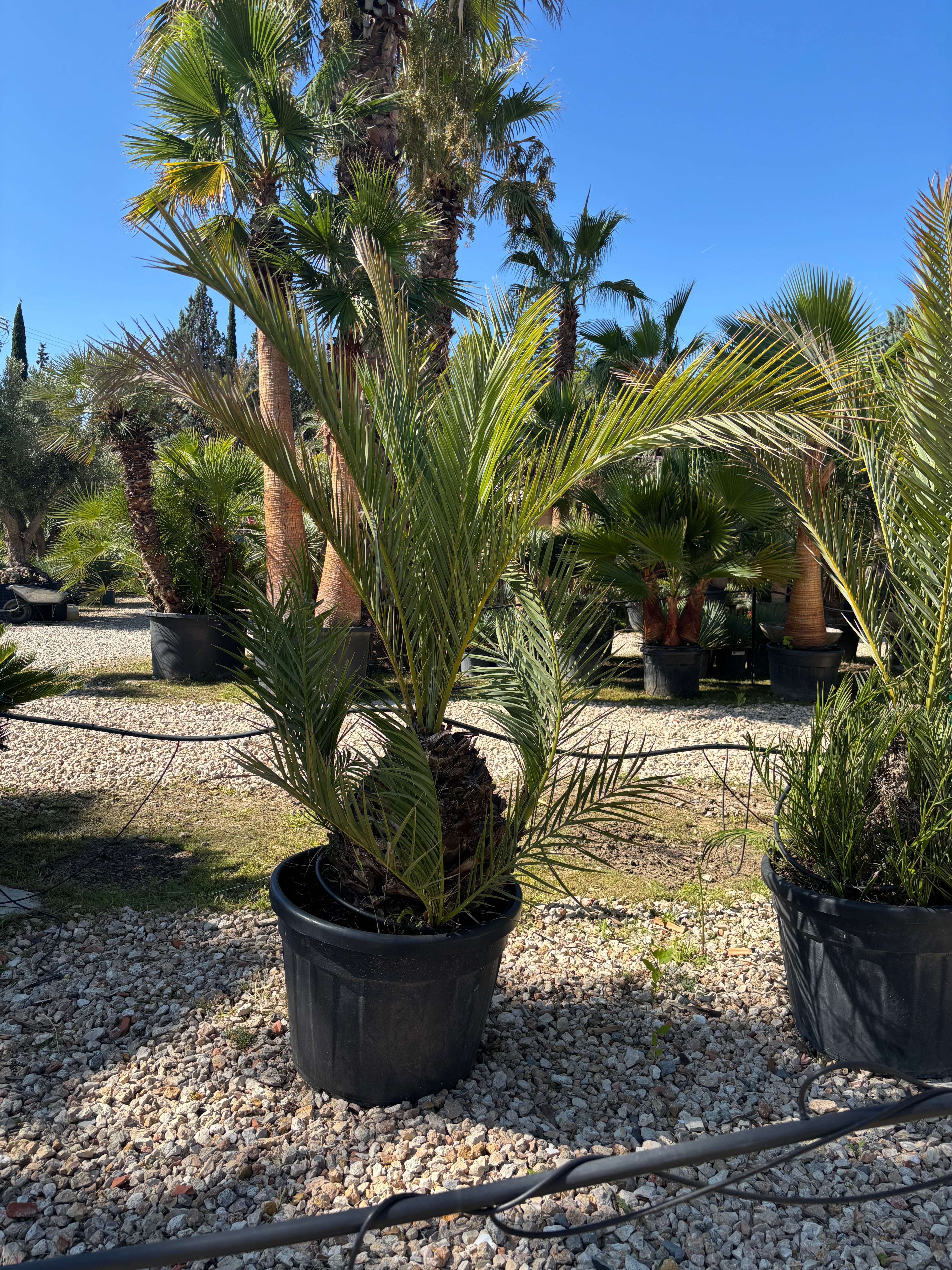 Phoenix dactylifera – Palmier dattier