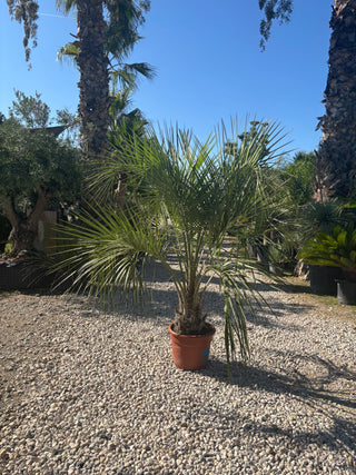 Butia capitata