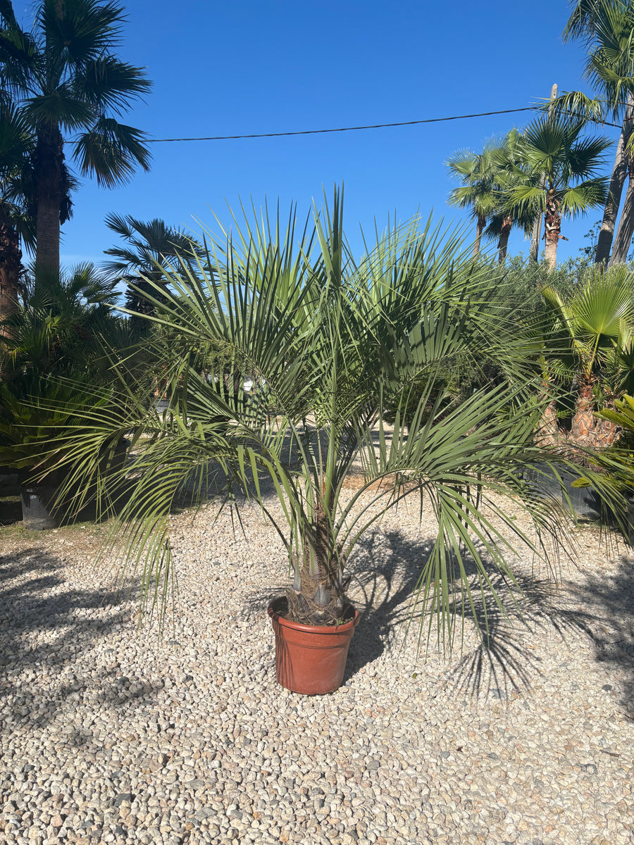 Butia capitata