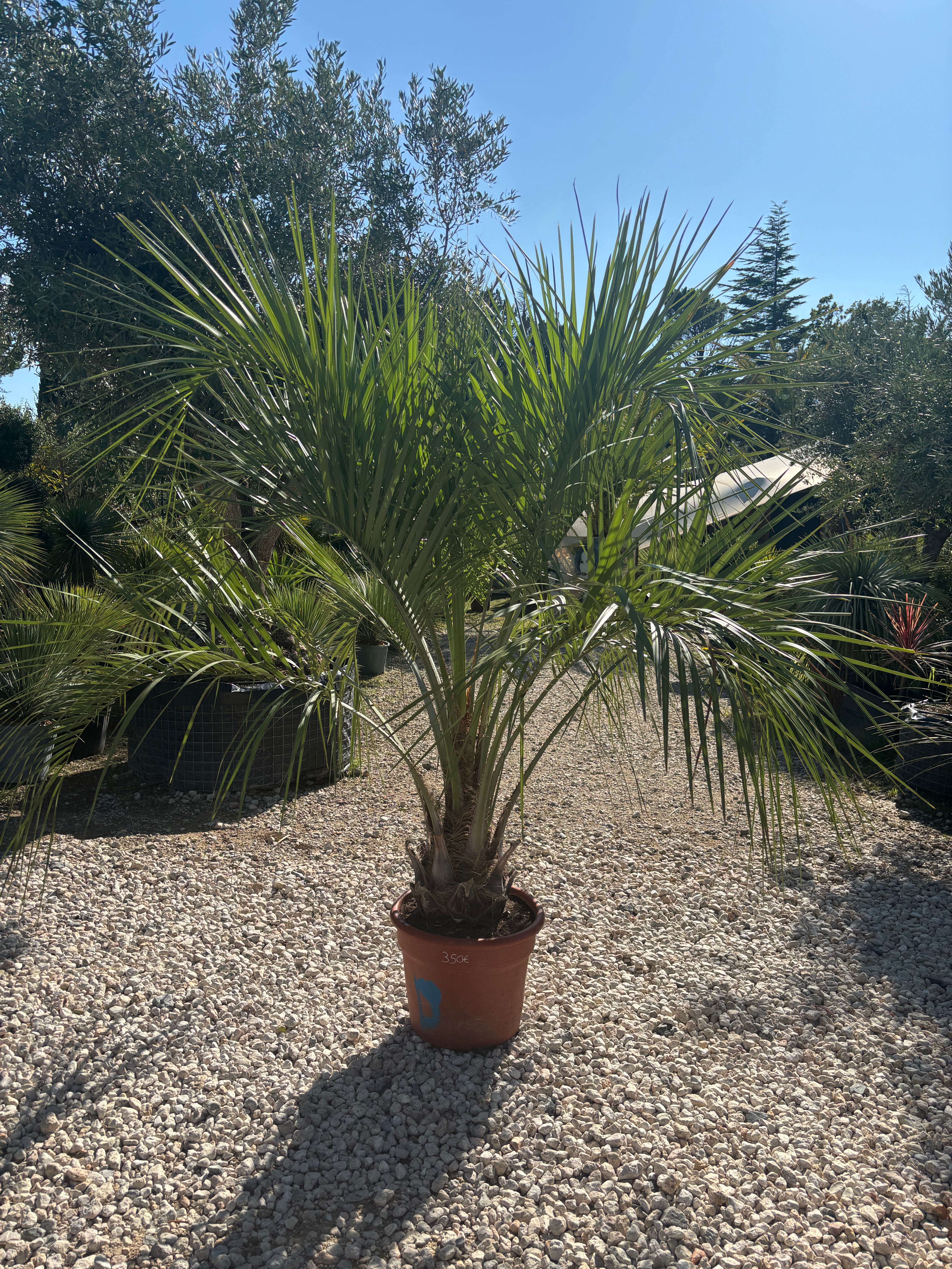 Butia capitata