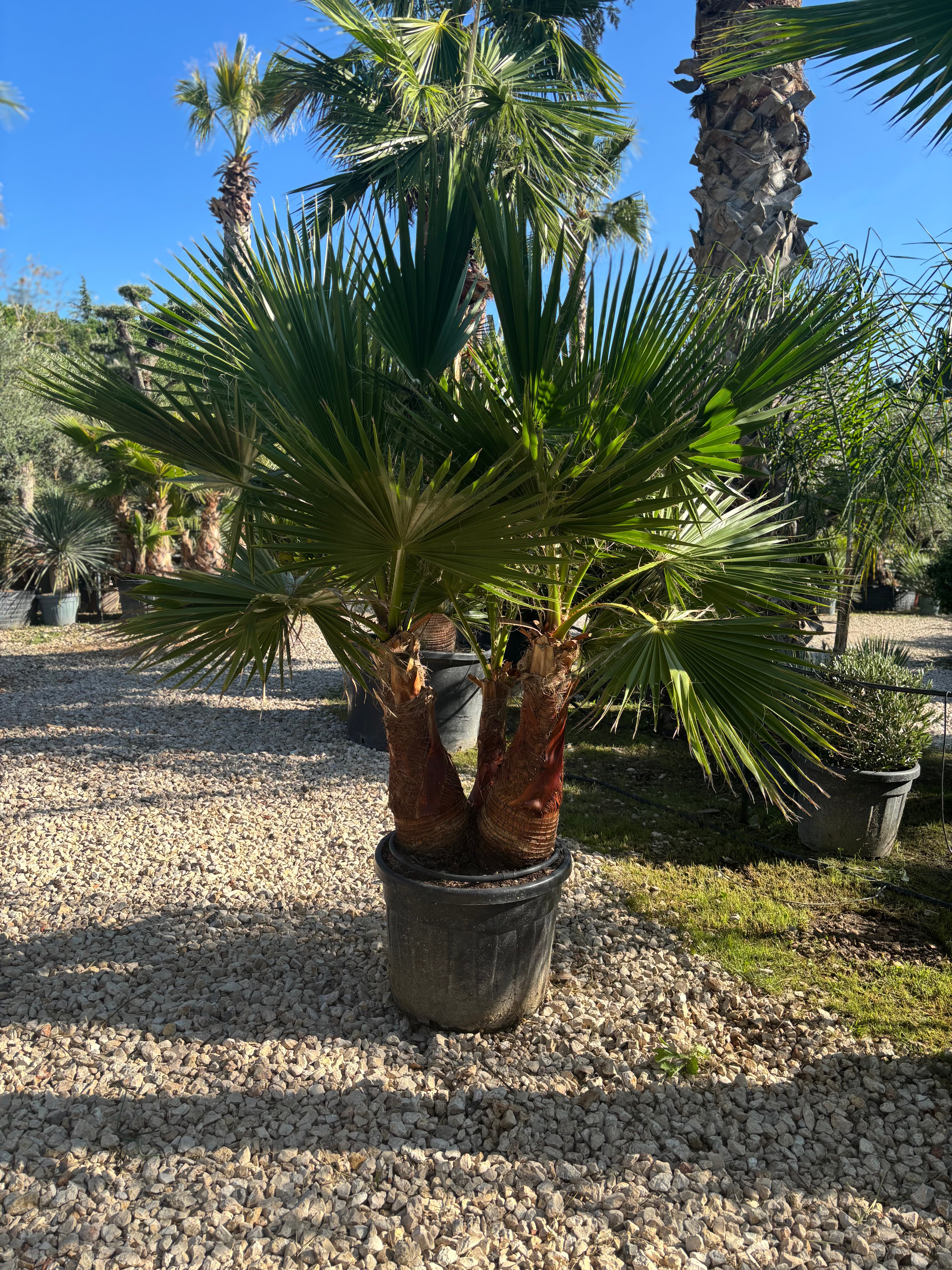 Palmier Washingtonia Robusta écorcé – Triple tronc