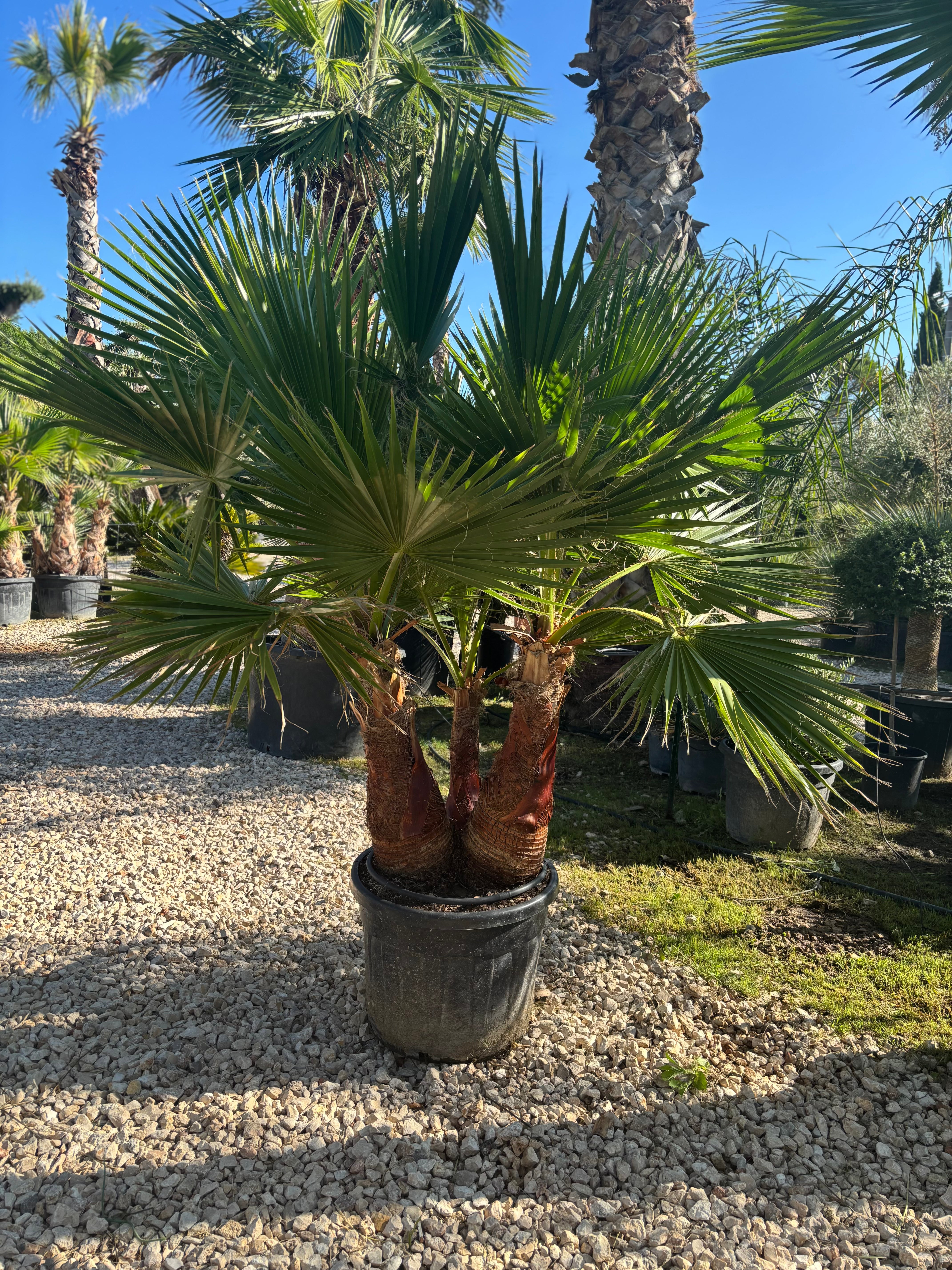 Palmier Washingtonia Robusta écorcé – Triple tronc