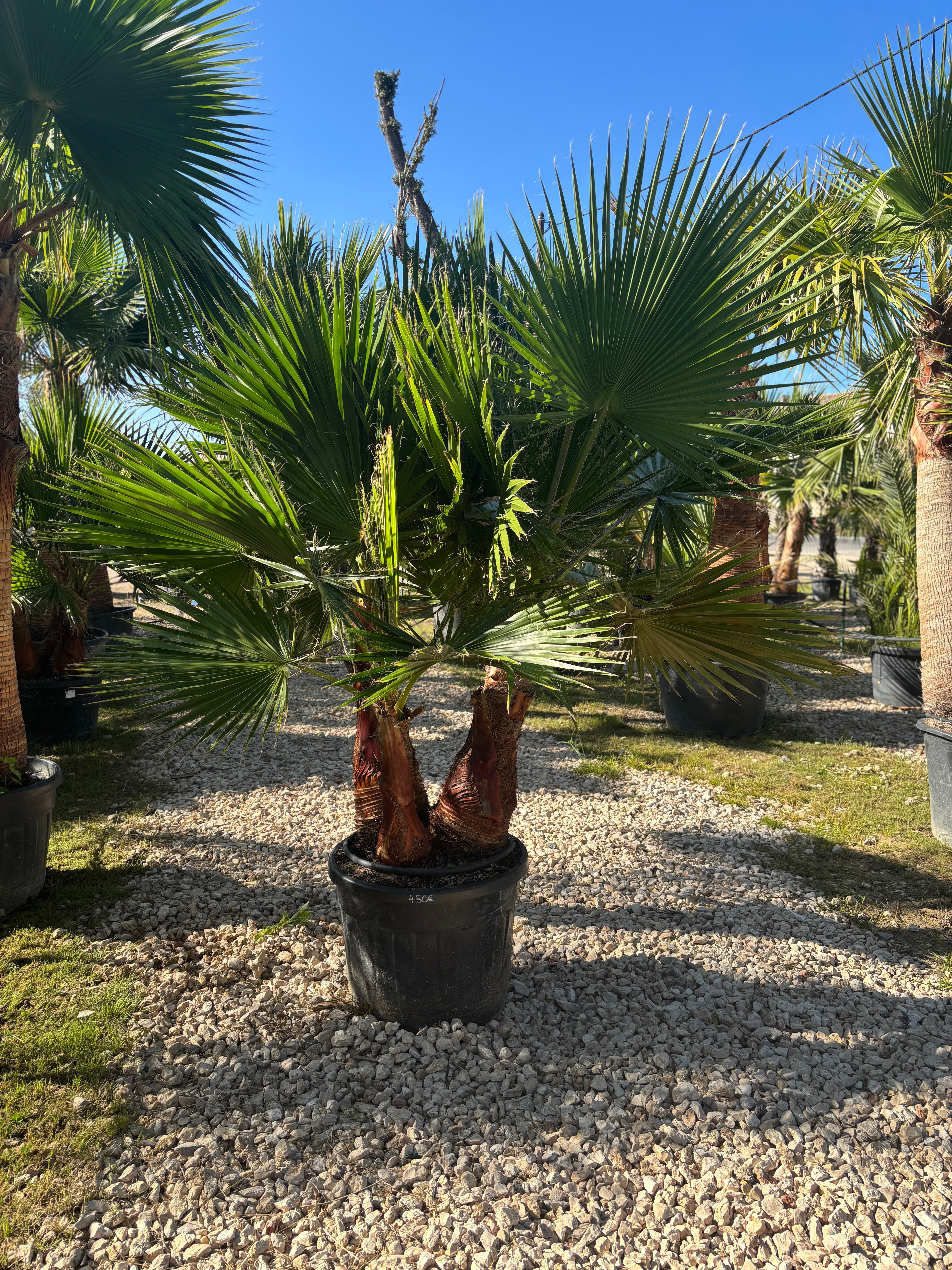 Palmier Washingtonia Robusta écorcé – Triple tronc
