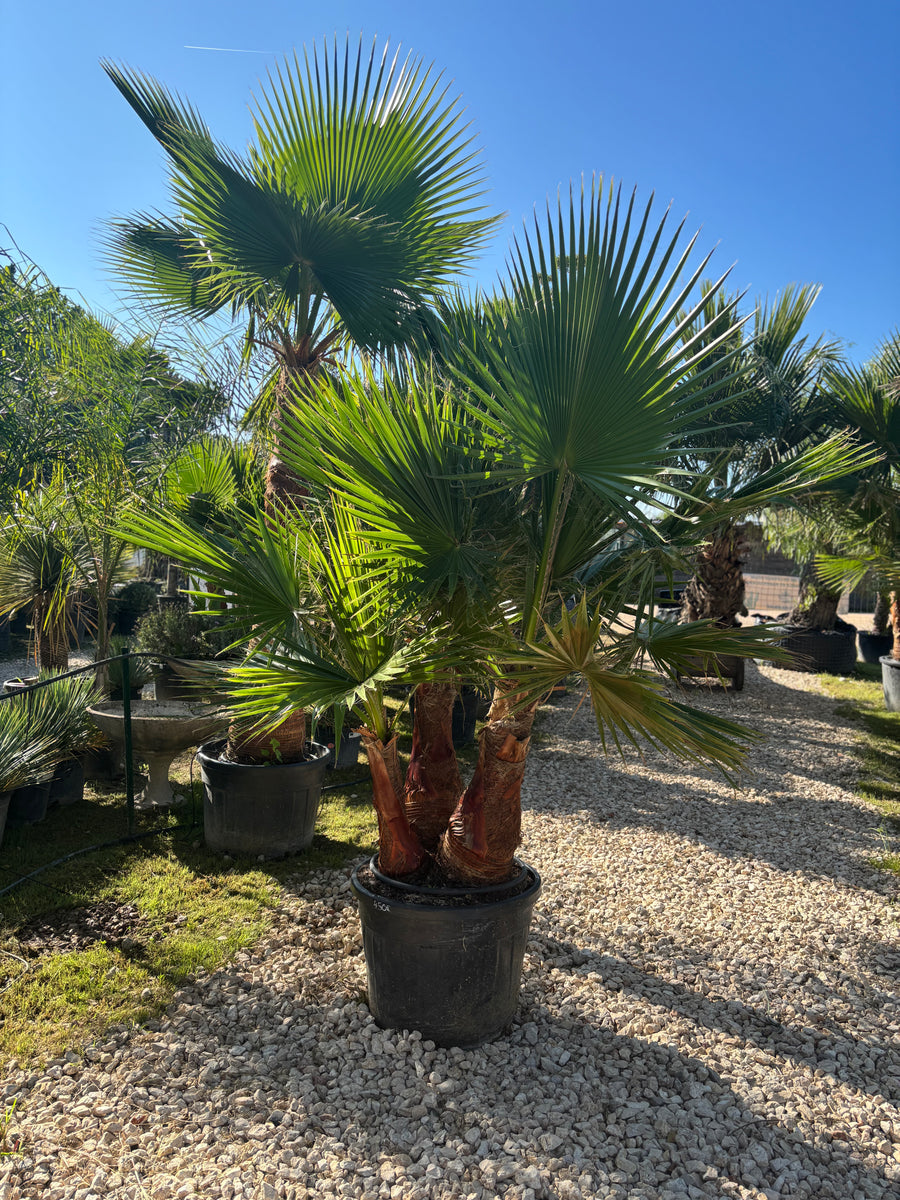 Palmier Washingtonia Robusta écorcé – Triple tronc