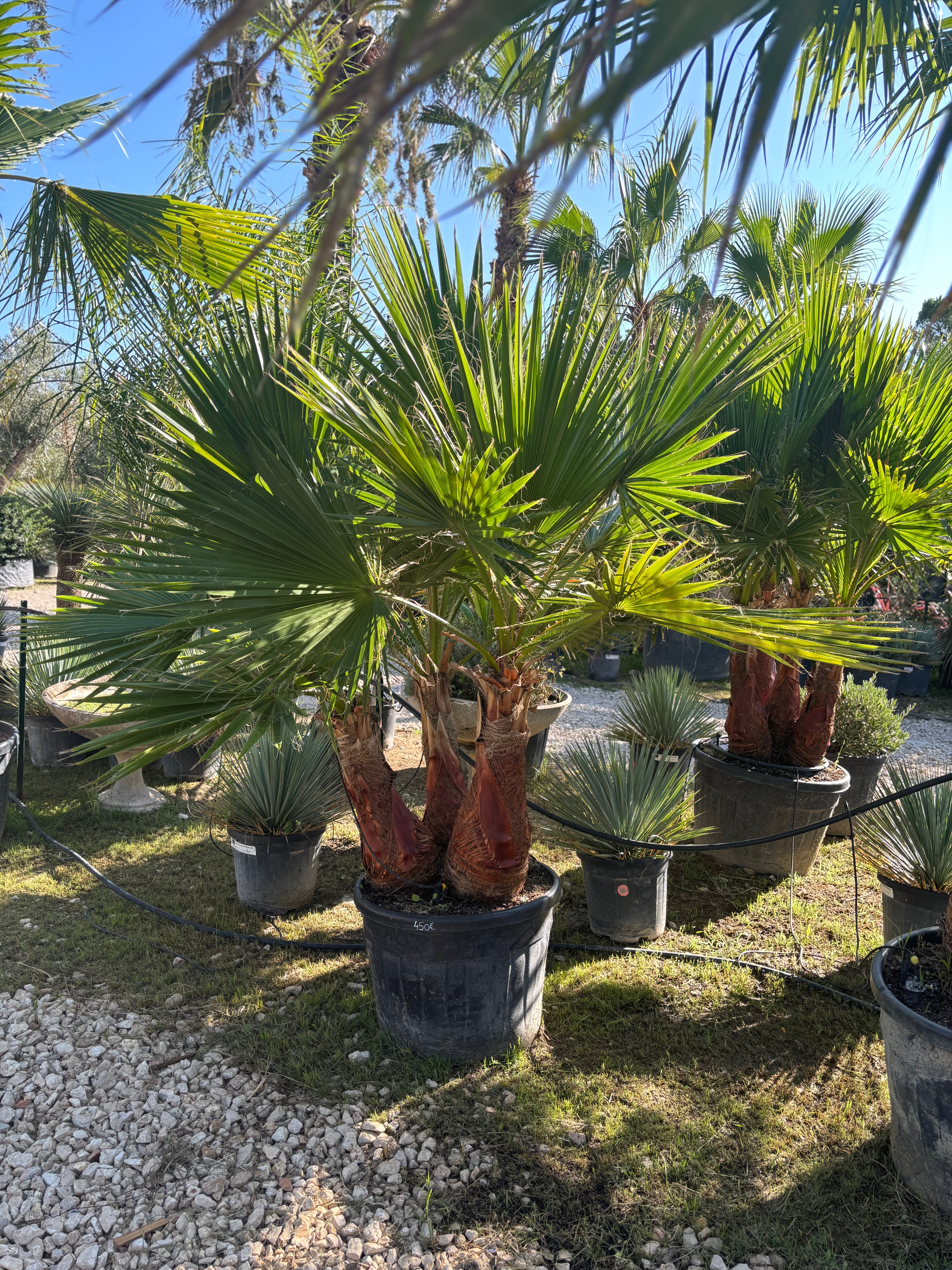 Palmier Washingtonia Robusta écorcé – Triple tronc