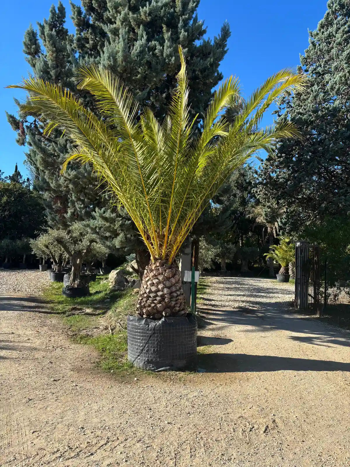 Royal Palm Aix 