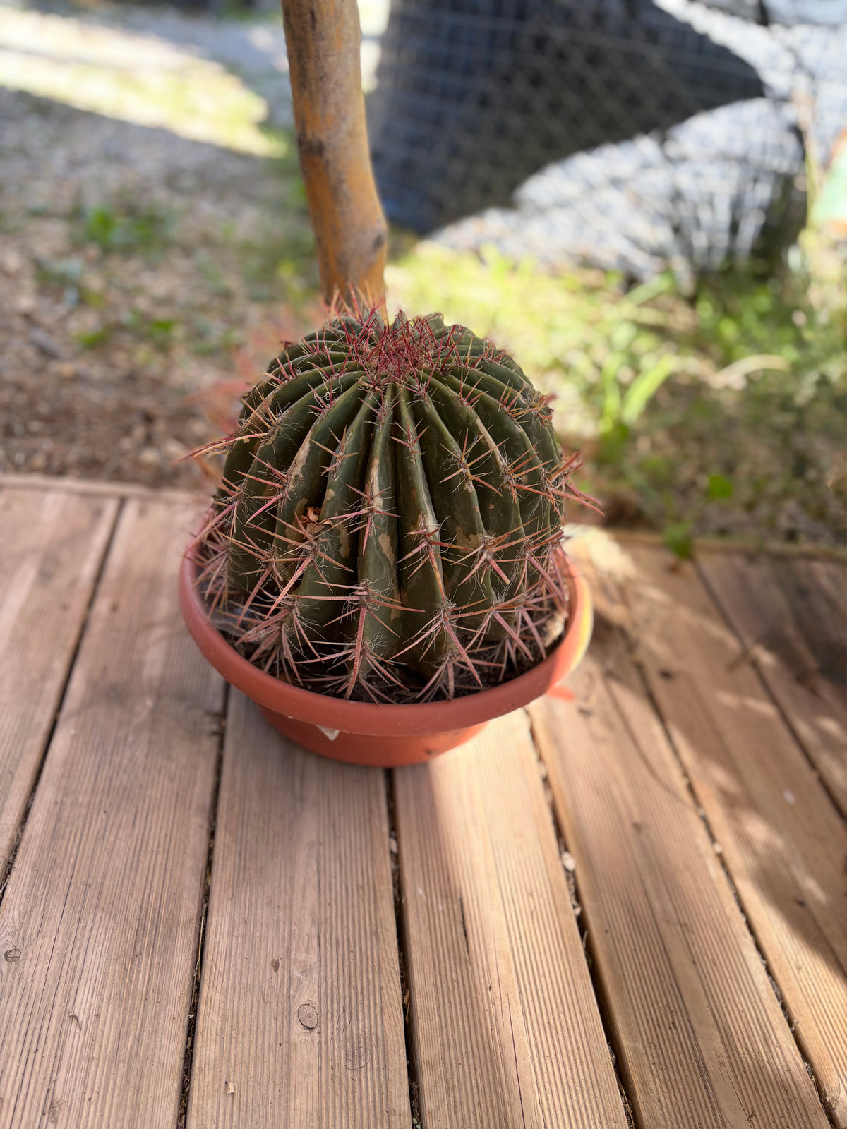 Ferocactus