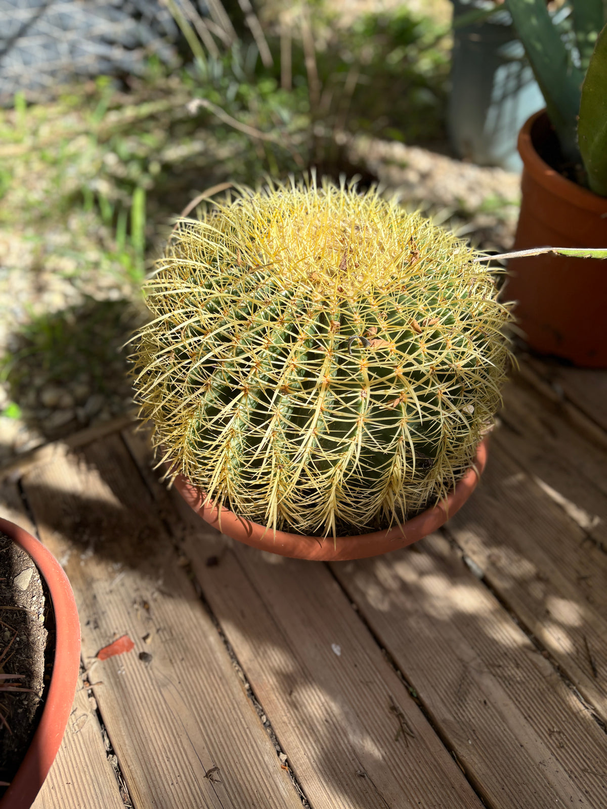Echinocactus grusonii