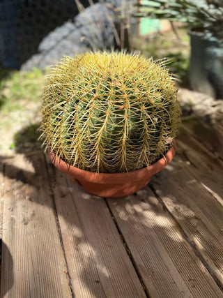 Echinocactus grusonii