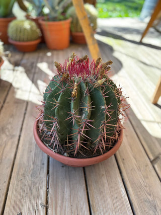 Ferocactus