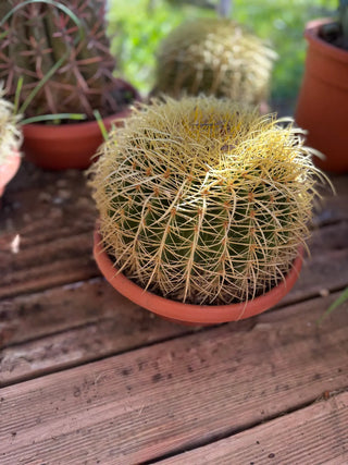 Echinocactus grusonii