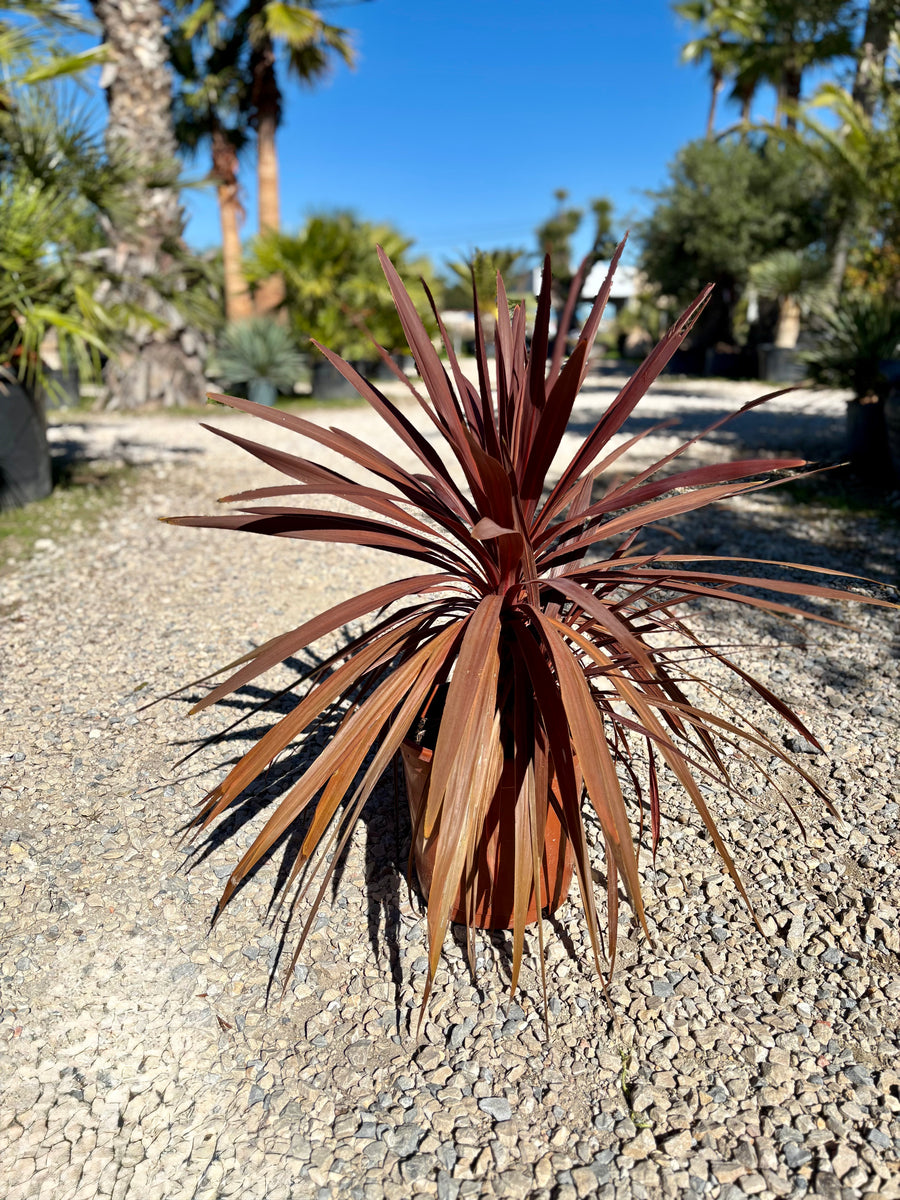 Cordyline rouge
