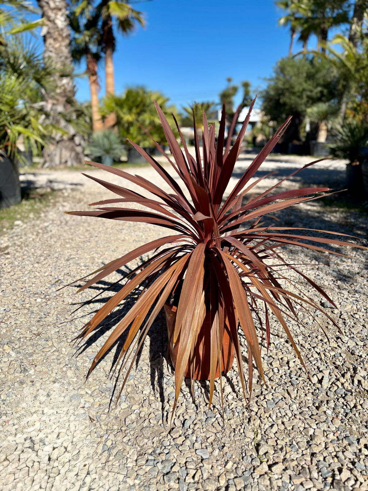 Cordyline rouge