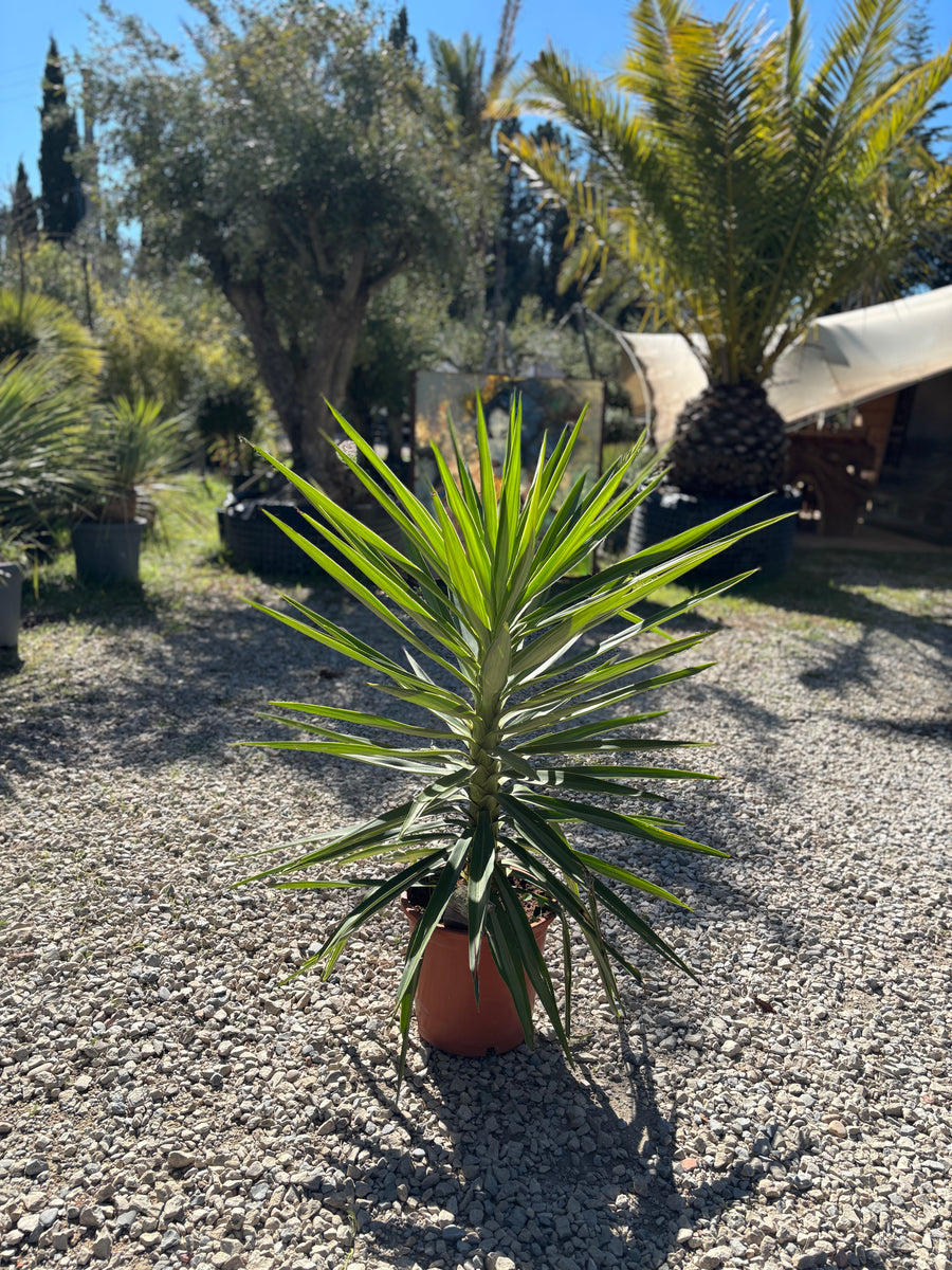 Yucca Elephantipes