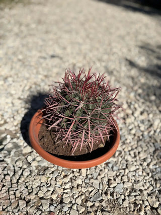Ferocactus