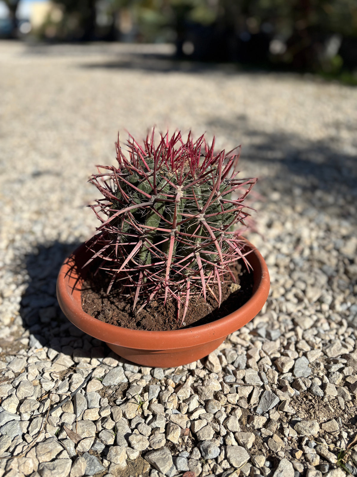 Ferocactus
