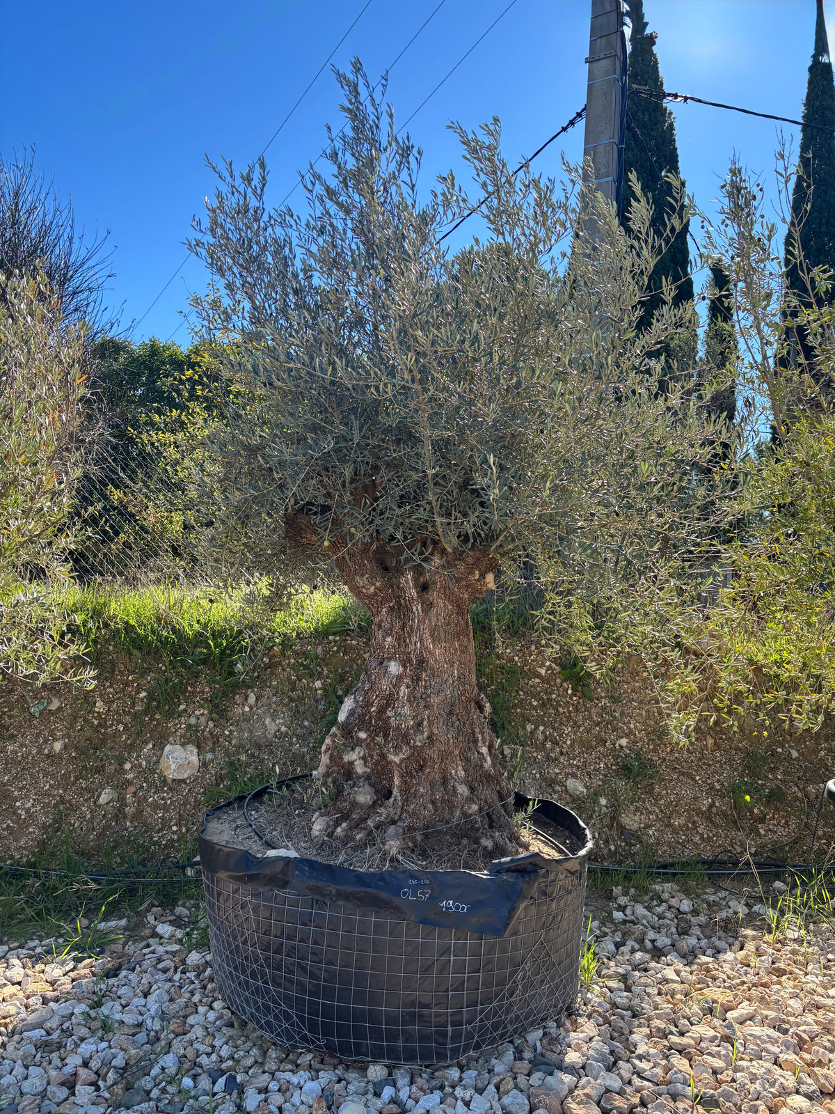 Olivier Multi-centenaire Roca