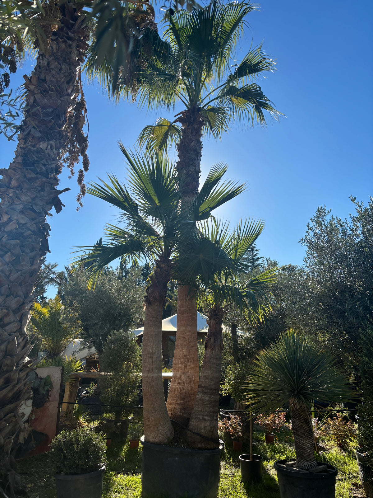 Palmier Washingtonia Robusta Triple troncs écorcé