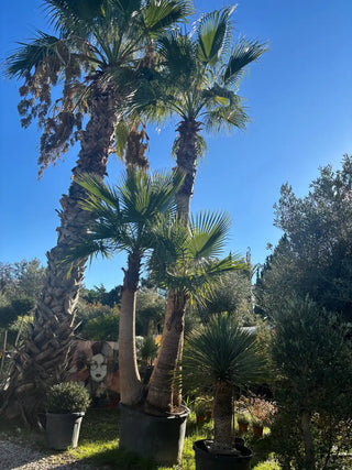 Palmier Washingtonia Robusta Triple troncs écorcé