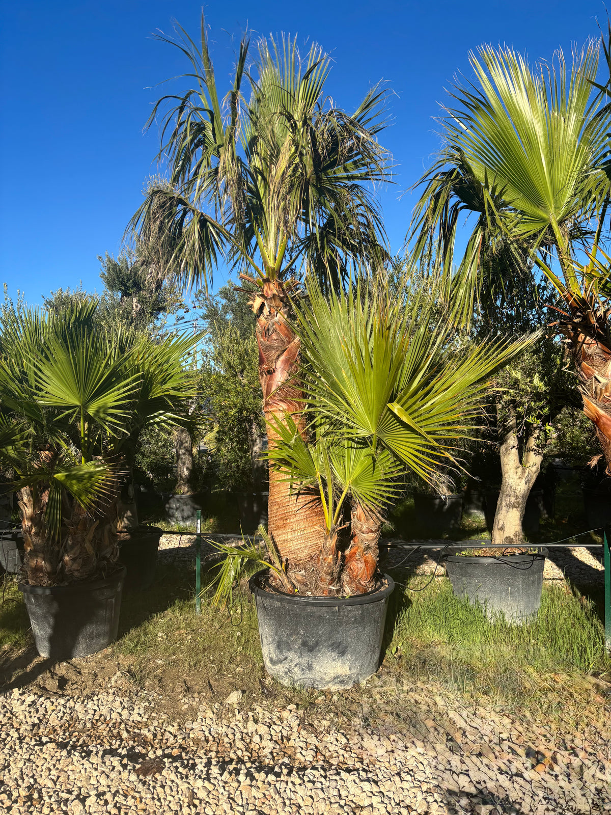 Washingtonia Robusta – Quadruple tronc écorcé