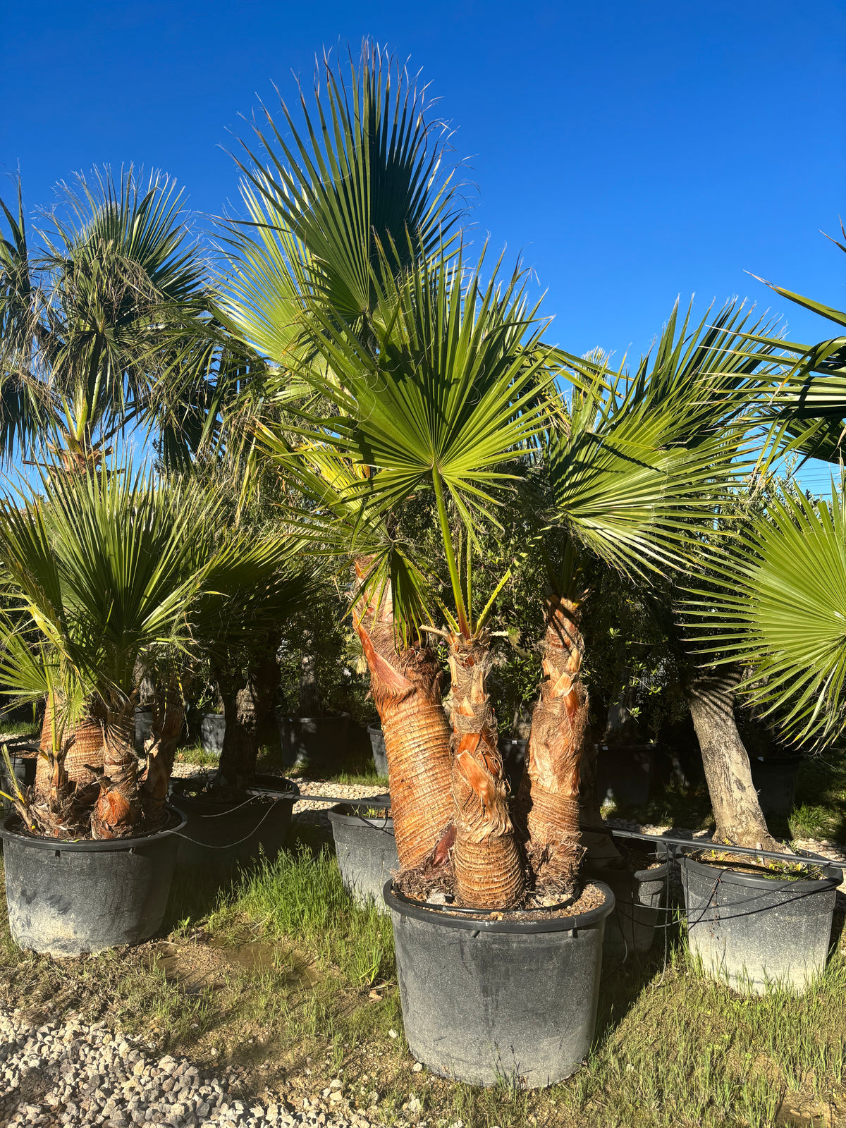 Washingtonia Robusta – Triple tronc écorcé
