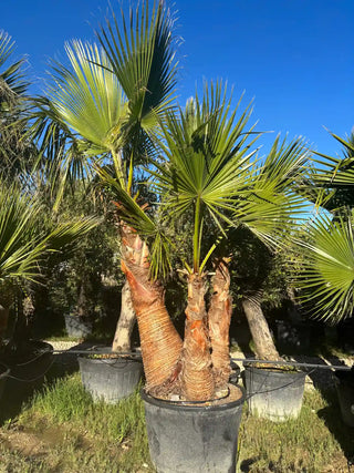 Washingtonia Robusta – Triple tronc écorcé