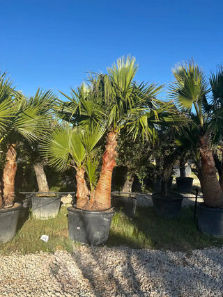 Washingtonia Robusta  Quadruple tronc écorcé