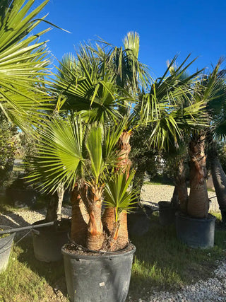 Washingtonia Robusta  Quadruple tronc écorcé