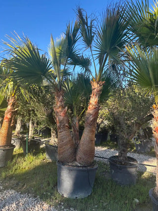 Palmier Washingtonia Robusta – Triple tronc écorcé