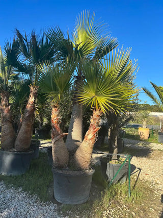 Palmier Washingtonia Robusta Triple tronc écorcé