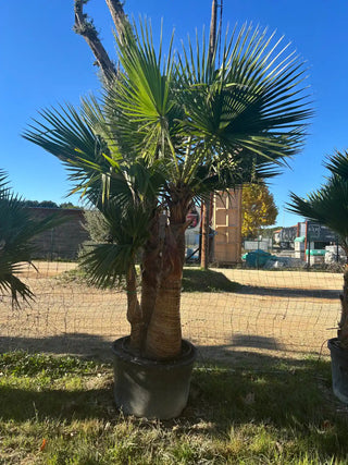 Palmier Robusta écorcé triple tronc