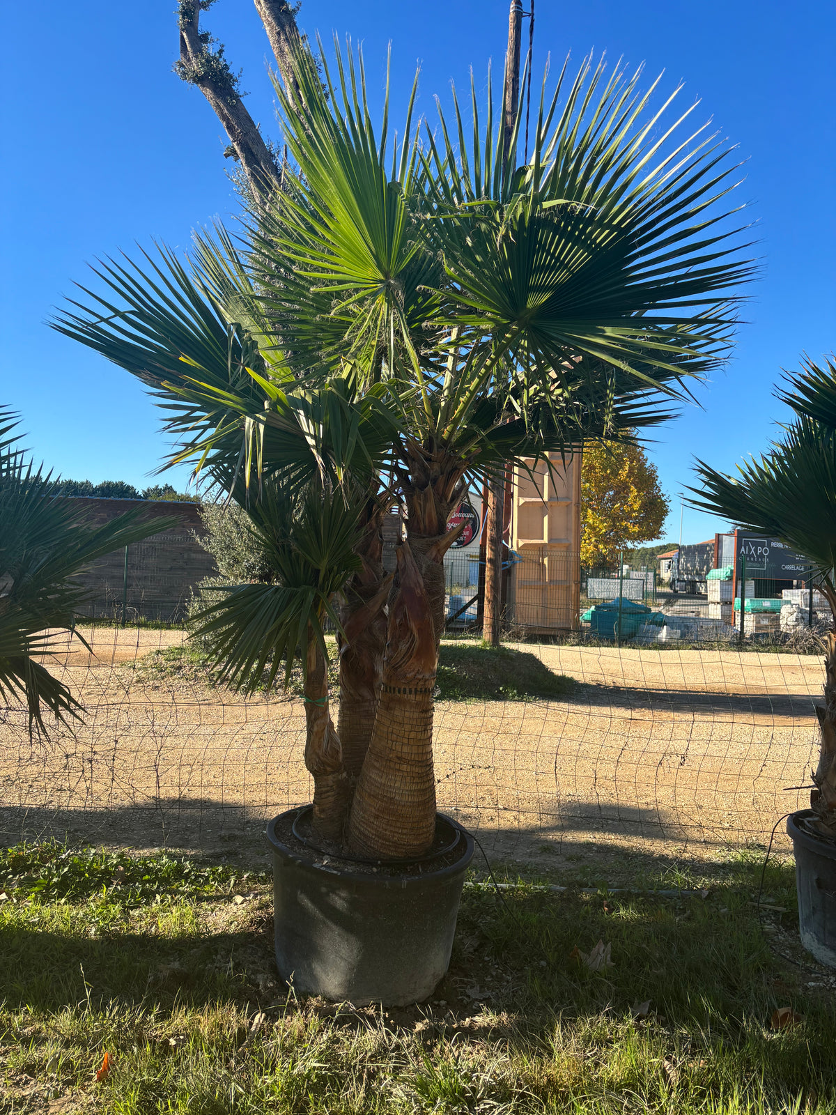 Palmier Robusta écorcé triple tronc