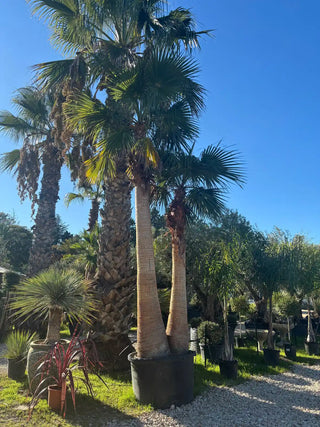 Washingtonia Robusta – Double tronc écorcé