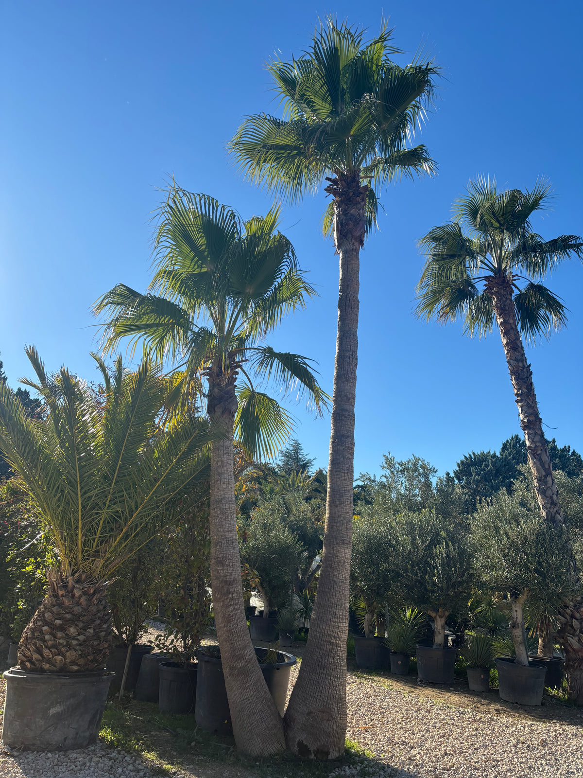 Palmier Washingtonia Robusta – Double tronc écorcé