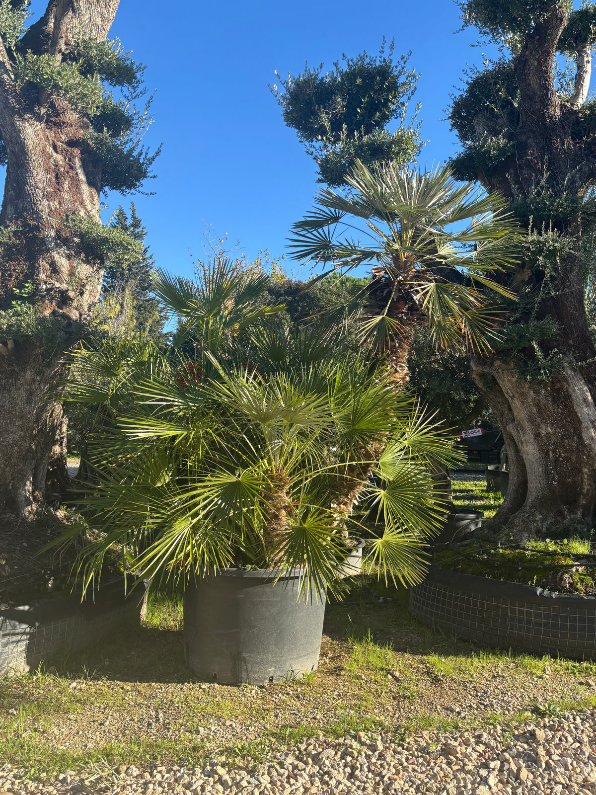 Chamaerops Humilis – Multitronc