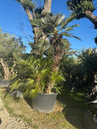 Chamaerops Humilis – Multitronc