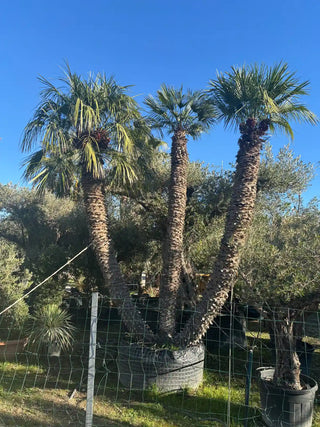 Chamaerops Humilis Multicentenaire – Triple tronc (Sujet d’exception)