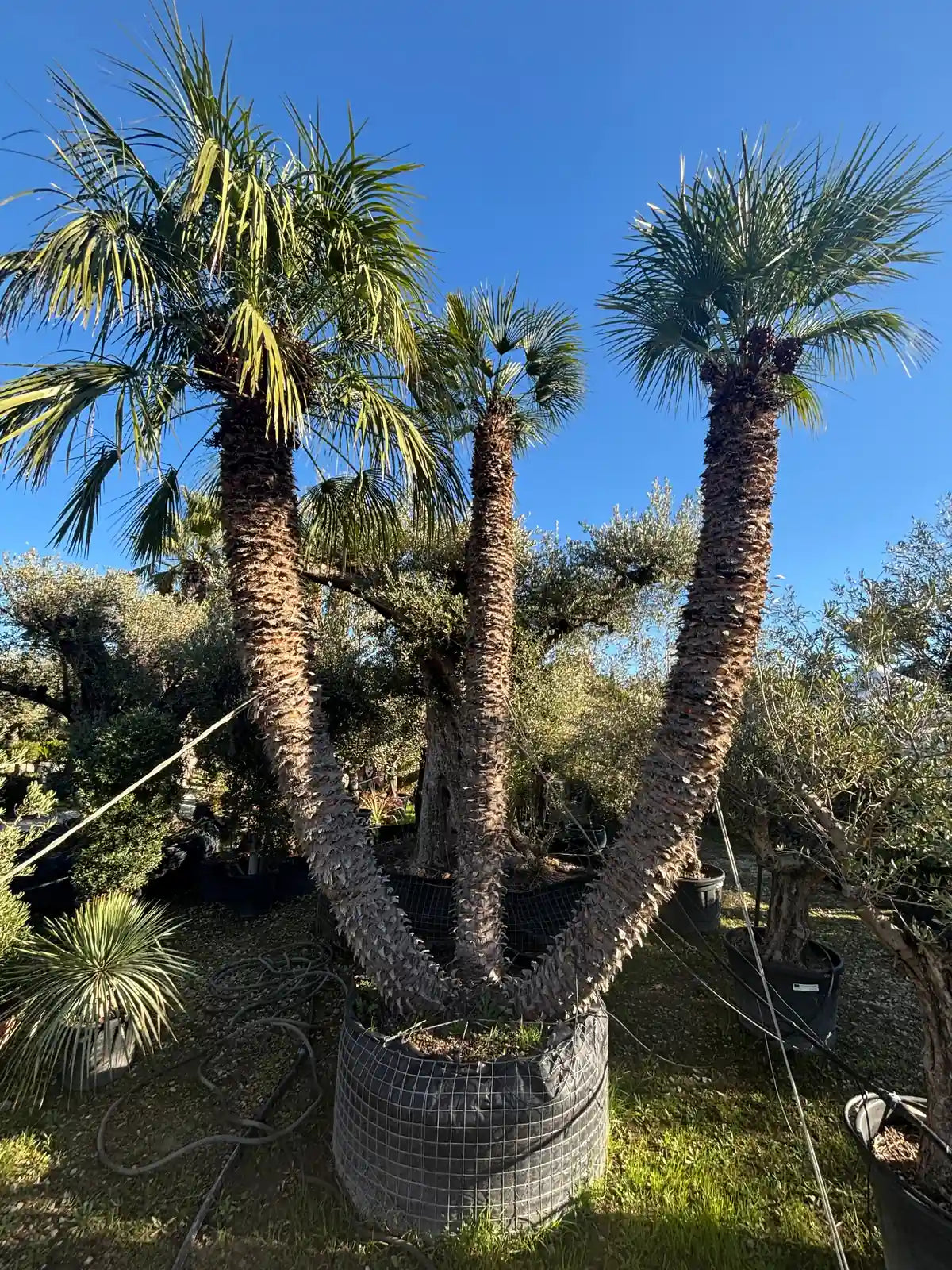 Royal Palm Aix 