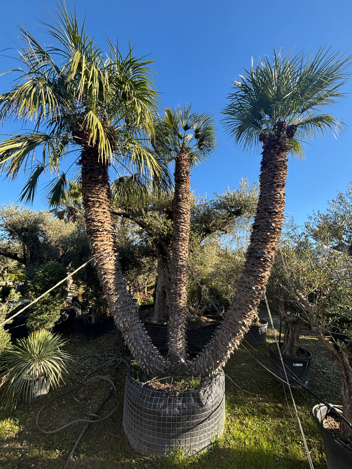 Chamaerops Humilis Multicentenaire – Triple tronc (Sujet d’exception)