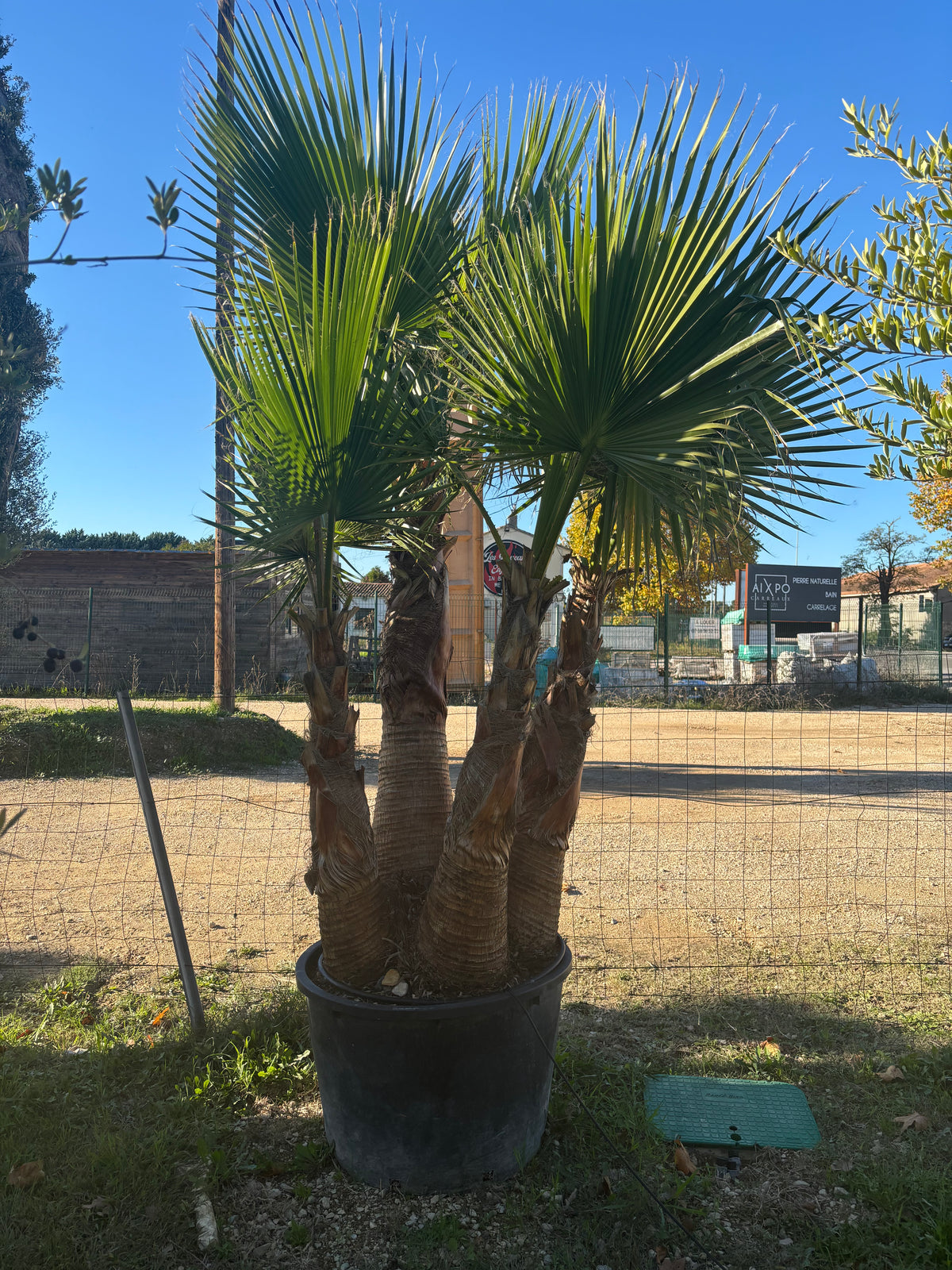 Palmier Washingtonia Robusta – Quadruple tronc