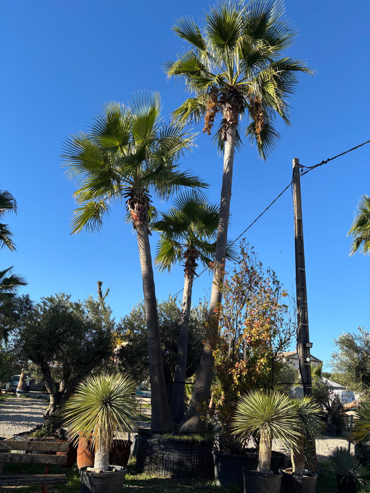 Palmier Washingtonia Robusta écorcé triple troncs 10m