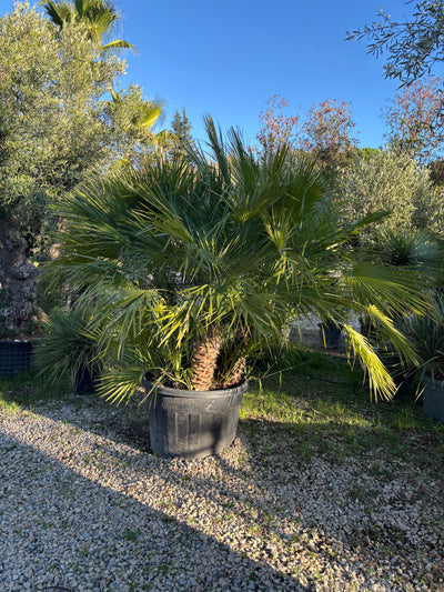 Palmier Chameorops Humilis