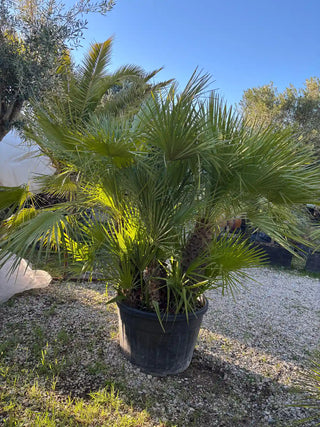 Chamaerops Humilis