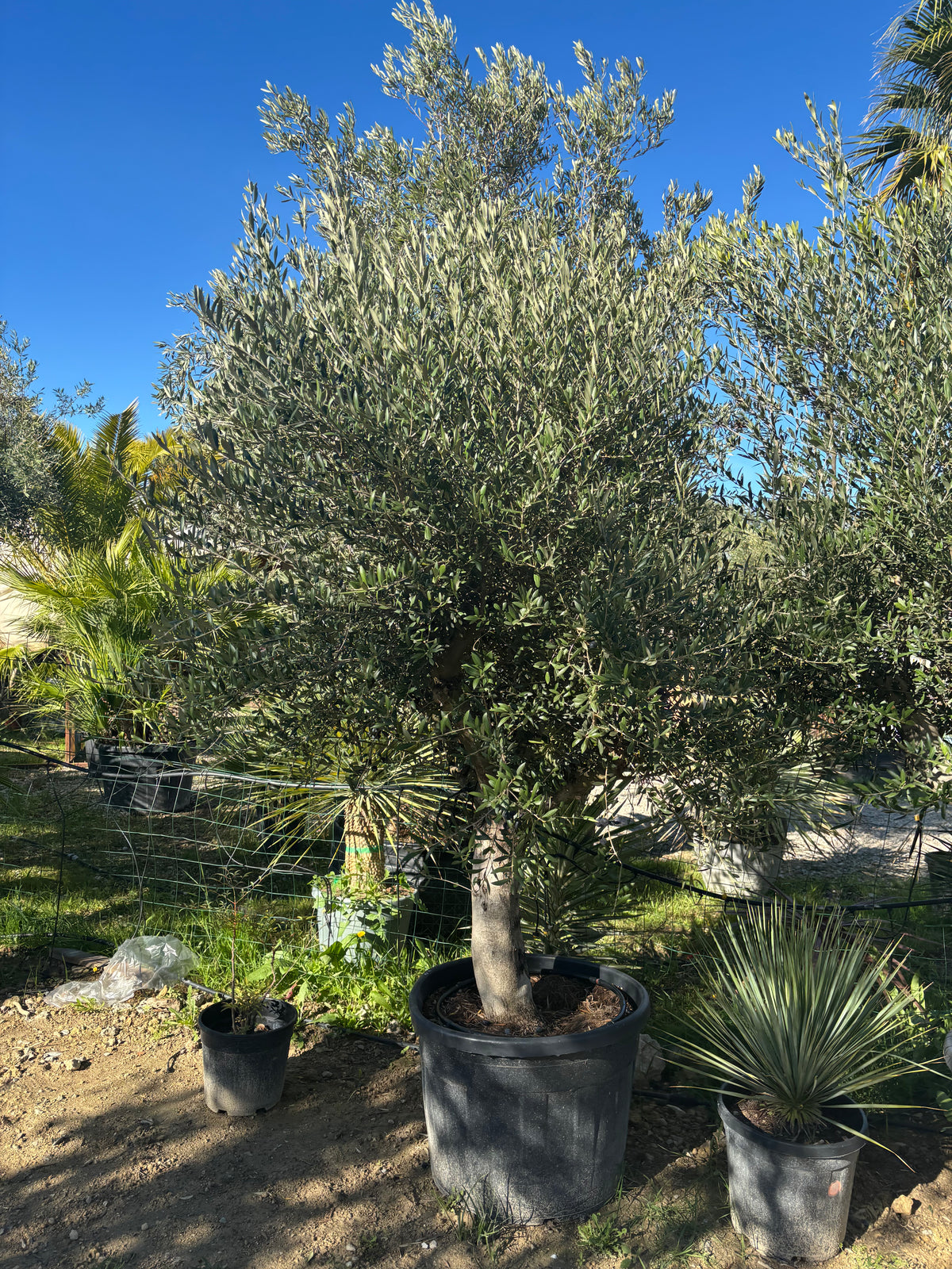 Olivier de production-Super intensif