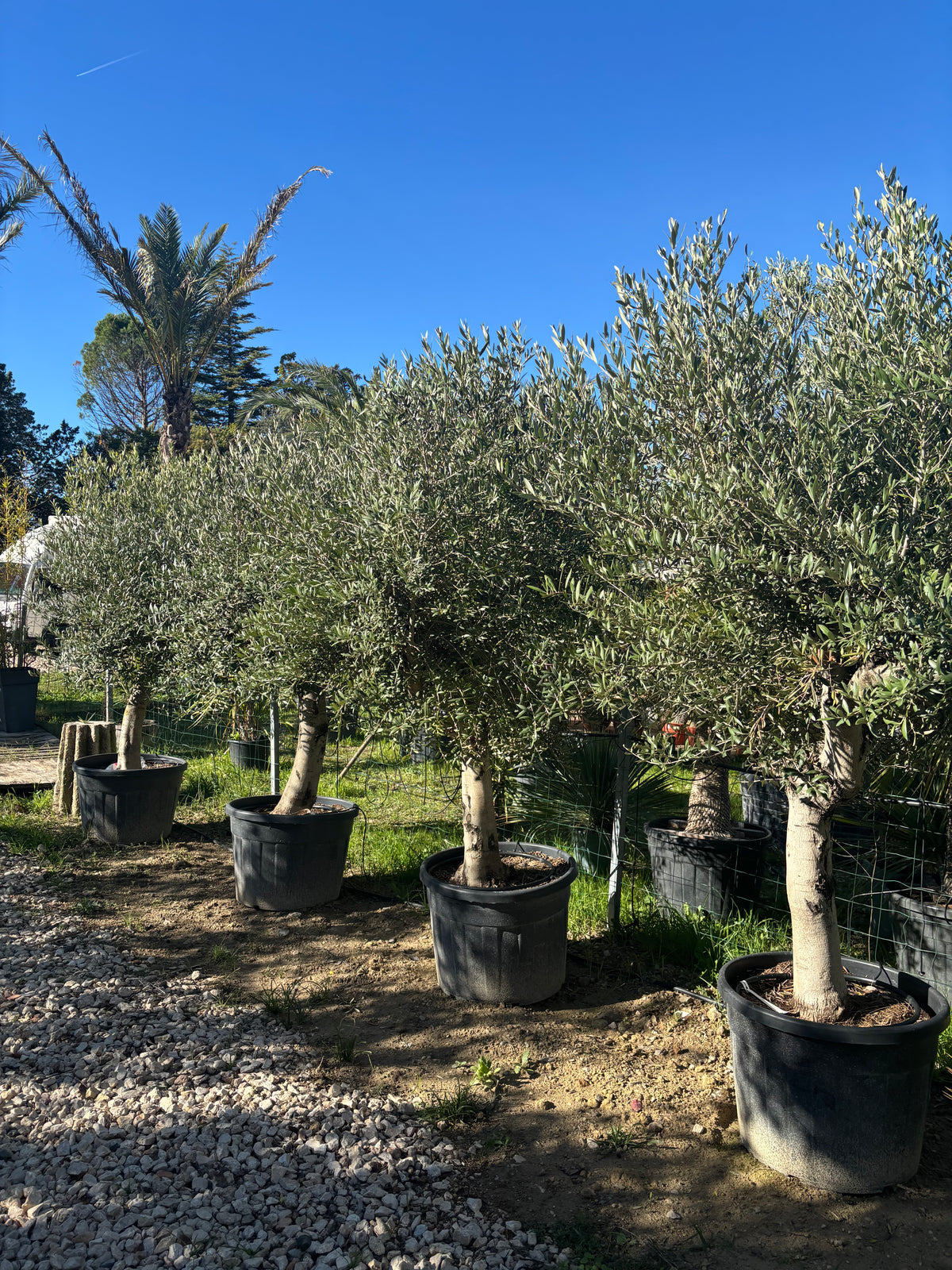 Olivier de production-Super intensif