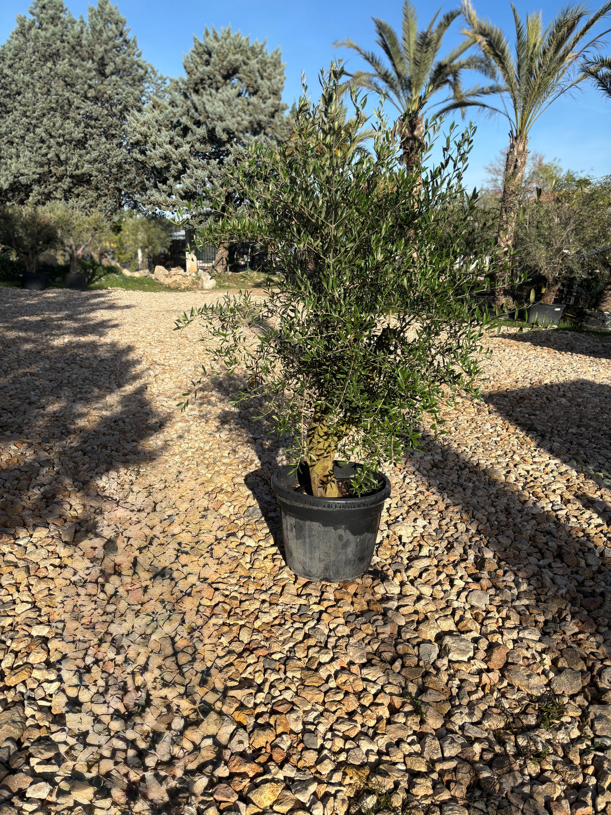 Oliviers de production – Super Intensif