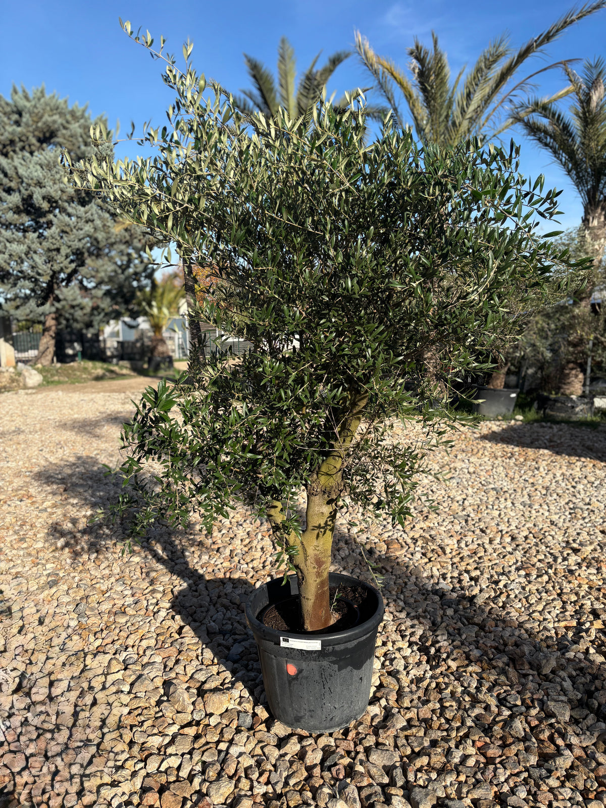 Oliviers de production Super Intensif