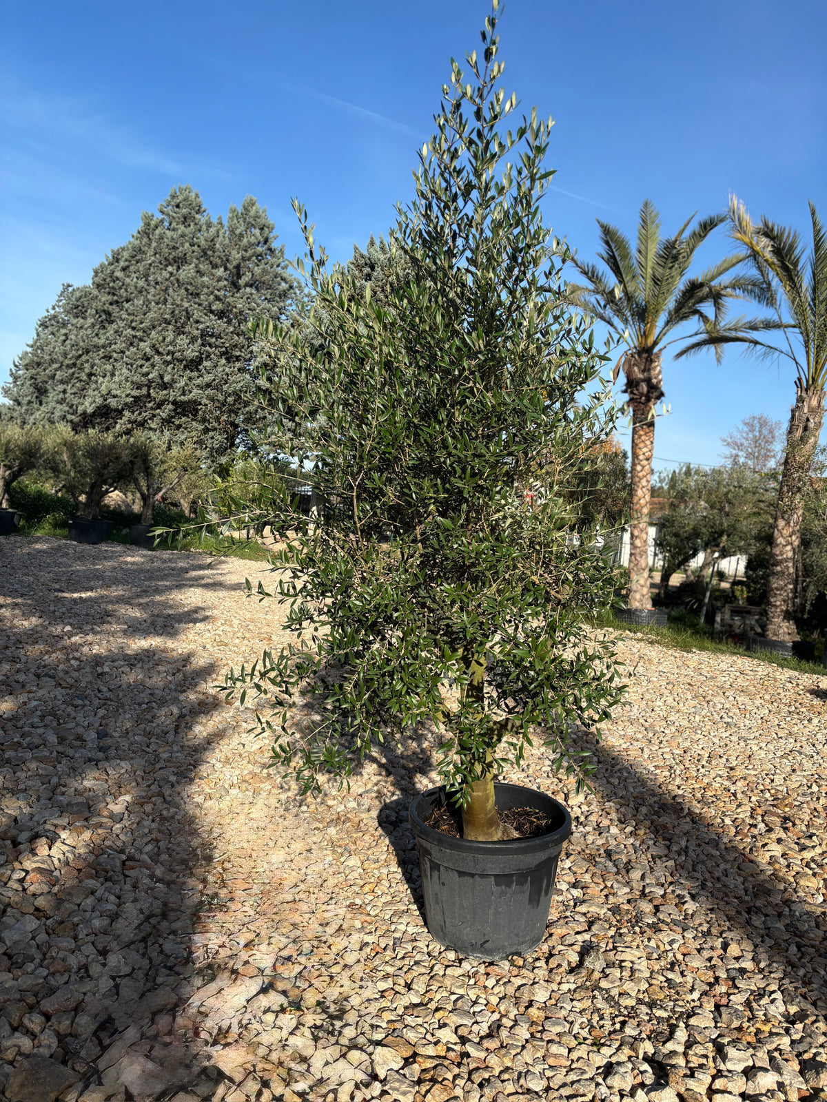 Oliviers de production – Super Intensif